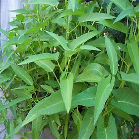 Mua Hạt giống Rau muống lá tre sinh trưởng mạnh  năng suất cao (gói 50gr) - Hạt giống rau củ quả Conve Store