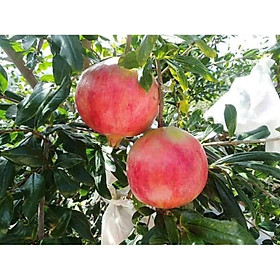 Mua Lựu Lùn Đỏ Ấn Độ Đang Hoa