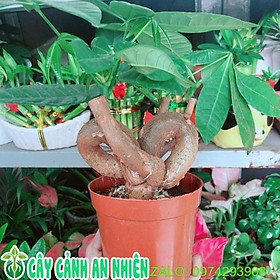 Cây Kim Ngân Nơ Kèm Chậu Sứ