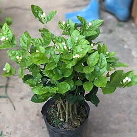Cây hoa nhài - hoa lài cao 30-40 cm  hoa nở quanh năm -Không giao dc 19 tỉnh Miền Nam