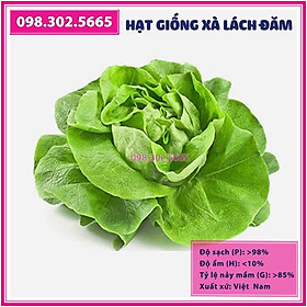 Hạt giống rau xà lách mỡ - xà lách đăm, hoa hồng - hạt dễ nảy mầm, năng suất cao