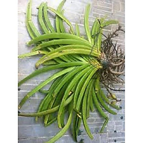 Mua Sản Phẩm Hoa lan giáng hương sóc lào( cây to)