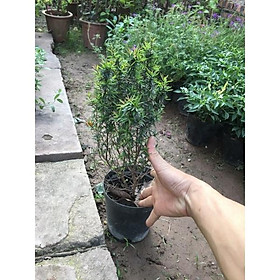 Mua Cây Tùng Tuyết Mai Size Lớn Đã Có Hoa Và Nhiều Nụ Cao 60cm (Cây Như Ảnh)