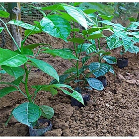 Cây húng vịt, húng rừng, cây chanh chó , cây thái gấu- combo 2 cây giống