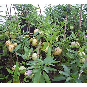 Mua 11G Hạt giống Dưa Pepino F1 50 HẠT