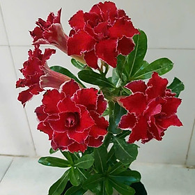 Hạt giống hoa sứ kép Thái Lan - Bịch 10 hạt – Mã số 1602