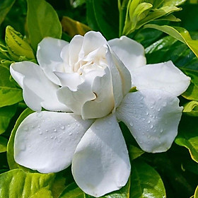 Hoa bạch thiên hương hoa thơm nức - cây size to
