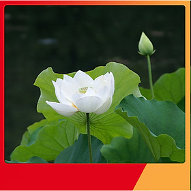 Mua Hạt Giống Sen Trắng - Nảy Mầm Cực Chuẩn