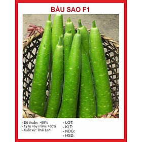 33B Hạt giống Bầu sao dài F1