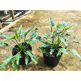 Cây Trầu Bà Chân Vịt