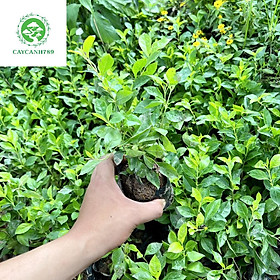 Mua cây giống chuỗi ngọc ( ảnh thật).