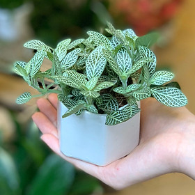 Cây Cẩm Nhung - 6x6x8 Cm - Lá Mầu Xanh Sọc Trắng - Tán Cao - Cây Mini Để Bàn & Chậu Gốm Sứ Bát Tràng Trồng Cây Fittonia (May Mắn), Sen Đá, Xương Rồng, Tiểu Cảnh Terrarium - Chậu Lục Giác Trắng