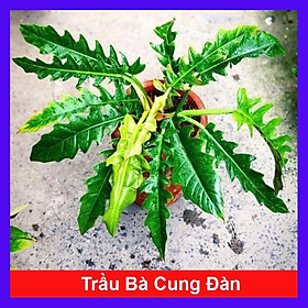 Hình ảnh Cây trầu bà cung đàn - Cây cảnh để trong nhà + tặng phân bón cho cây