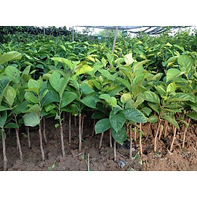 Mua CÂY GIỐNG HỒNG NHÂN HẬU