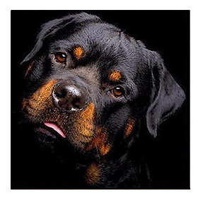 DIY Diamond Painting Kit Full Black Dog 5D Rhinestone Embroidery Home Decor