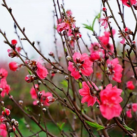Mua Cây hoa đào giống  đào trắng  đào bích  đào phai