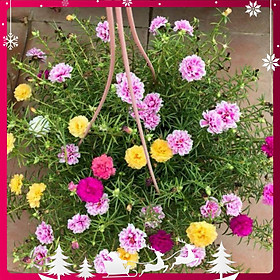 04 Túi Hạt Giống Hoa Mười Giờ Mỹ Kép Mix - Nảy Mầm Cực Chuẩn