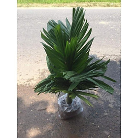 Mua Cây giống cau lùn chuẩn F1 xịn