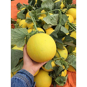 Mua Hạt Giống Dưa Lê Thơm Vỏ Vàng Hoàng Gia RD 365 gói 1gr Trái tròn  vỏ vàng  ít ngọt  chín có mùi thơm  trái từ 400 - 600g