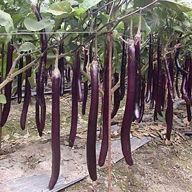 Mua Hạt giống cà tín siêu dài Hàn Quốc