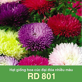 Mua Hạt Giống Hoa Cúc Đại Đóa Nhiều Màu RD 801- NON GMO- Hạt giống Rạng Đông  Chất lượng vượt trội !