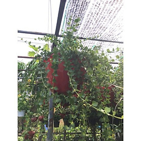 Lan tim treo tường trang trí