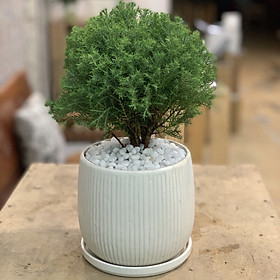 Cây Tùng Bồng Lai để bàn