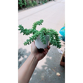 Mua Cây Chuỗi Ngọc