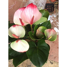 Mua chậu cây hồng môn THIÊN NGA SIÊU HIẾM  cây phong thủy ...