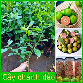 0Cây giống chanh đào chuẩn giống F1 3 tháng ra quả vỏ mỏng ruột hồng mùi thơm