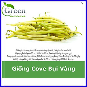 Hạt Giống Đậu Cove Bụi Vàng Sai Trái