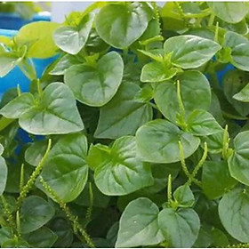 Mua Hạt Giống Rau Càng Cua