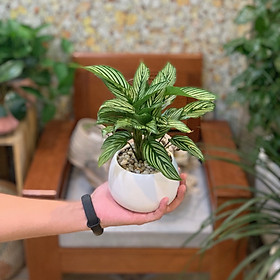 Cây Đuôi Công xanh sọc trắng để bàn
