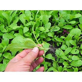 Mua Hạt giống cải xanh ăn non gói 20gram