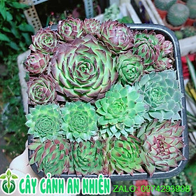 Mua Sen Đá Phật Bà