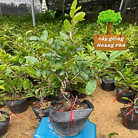 Cây mai vàng bon sai mini