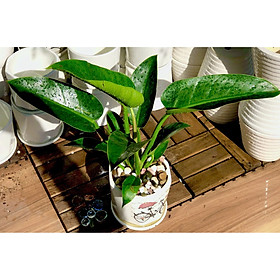 Chậu sứ cây trầu bà đế vương xanh lá nhỏ
