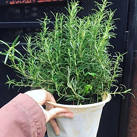 Mua Cây Hương Thảo đuổi muỗi  (Rosemary) Là cây gia vị tiêu chuẩn hàng đầu trong làng ẩm thực
