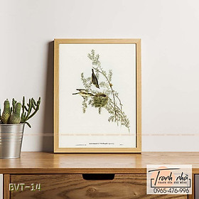 Mua Tranh canvas vintage  - Vành khuyên (Zosterops dorsalis) - BVT-14