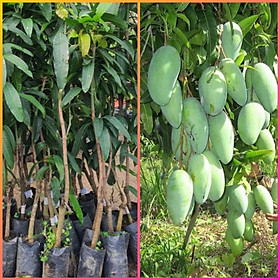 ️ Cây Giống ️ Cây Giống Xoài Đài Loan Quả To Thơm Ngọt Trồng Chậu SAMSON GARDEN