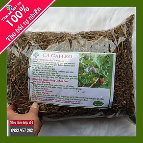 Cà gai leo chữa viêm gan B đặc biệt hiệu quả - 1KG SP CTY Thảo Dược Số 1