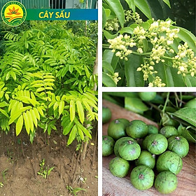 Cây sấu chuẩn F1 cho năng suất cao, khỏe mạnh, dễ trồng