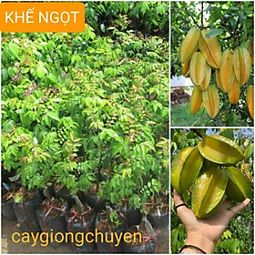 Mua CÂY GIỐNG KHẾ NGỌT