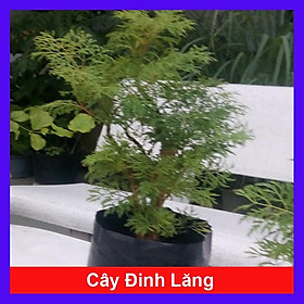 Mua Cây Đinh Lăng - cây cảnh vườn + Tặng phân bón cho cây mau lớn