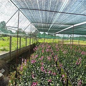 Mua Lưới Che Nắng Tấm Khổ (3 x 5 m) - Đen
