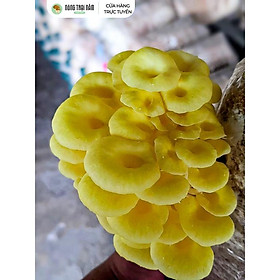 Phôi Nấm Hoàng Kim - Combo 3 Bịch - Tặng Kèm Nắp & Hướng Dẫn Trồng Nấm