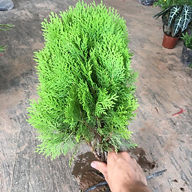 Cây Trắc Bách Diệp,Cây Trồng Cảnh Quan Dễ Trồng