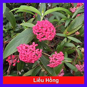 Mua Cây Liễu Hồng - cây cảnh vườn + tặng phân bón cho cây mau lớn