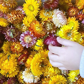 Mua Hoa Bất Tử ️ Hoa khô Cúc Bất Tử trang trí cực đẹp (Hàng loại 1)