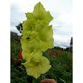 Mua Củ giống hoa lay ơn xanh